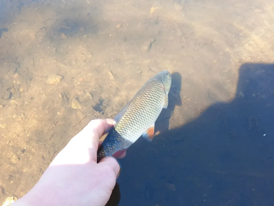 Kleiner toter Arm (Bad Oldesloe) angeln