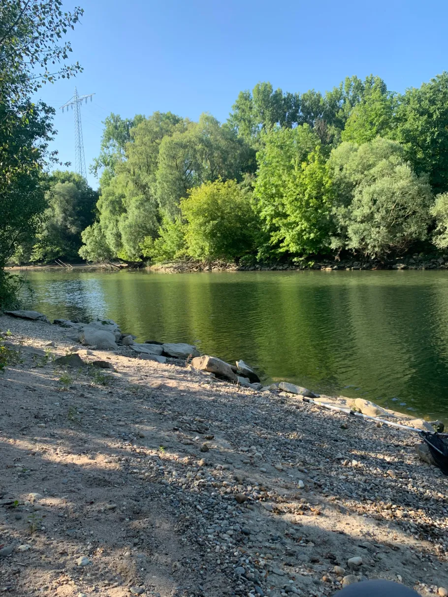 Altrhein Prinz-Carl-Wörth angeln