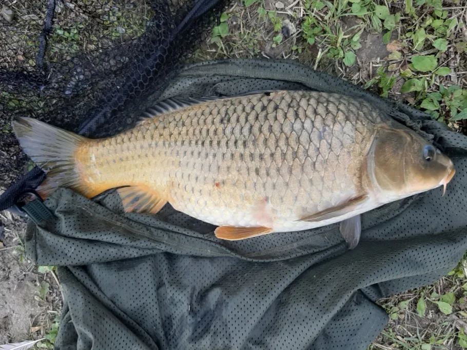 Wiesendorfer Weiher (Rain) angeln
