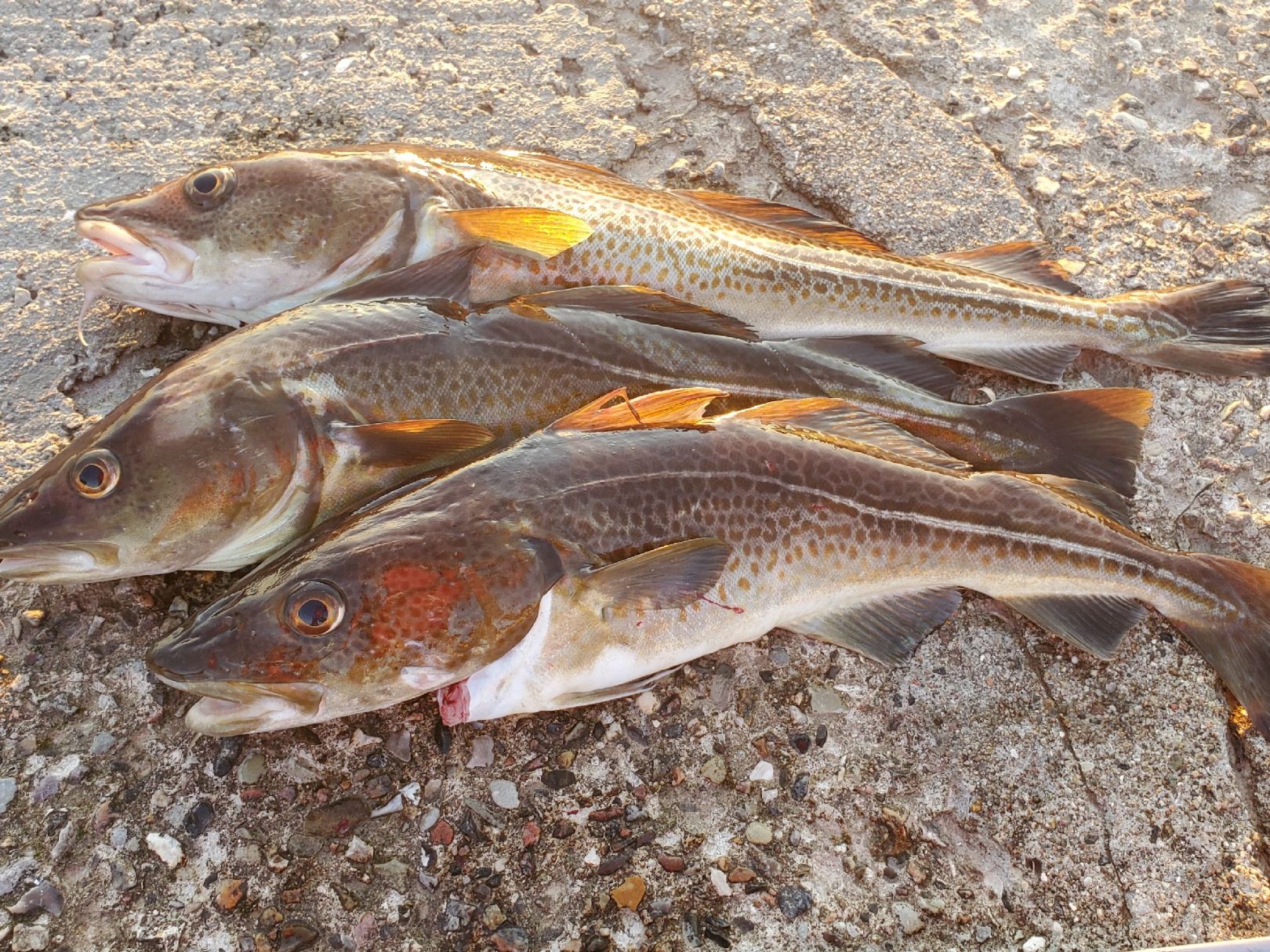 Ostsee (Pelzerhaken) angeln