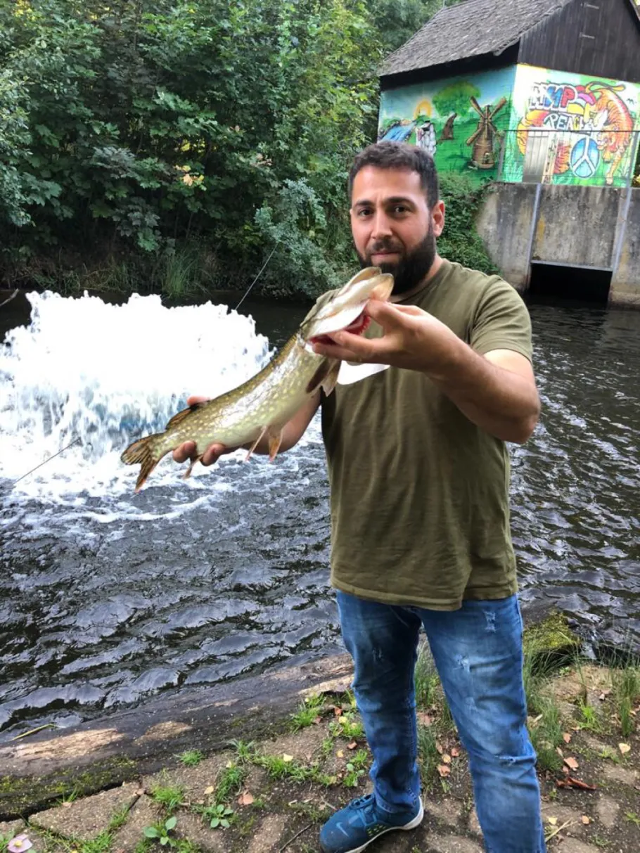 Allerkanal (Gifhorn) angeln