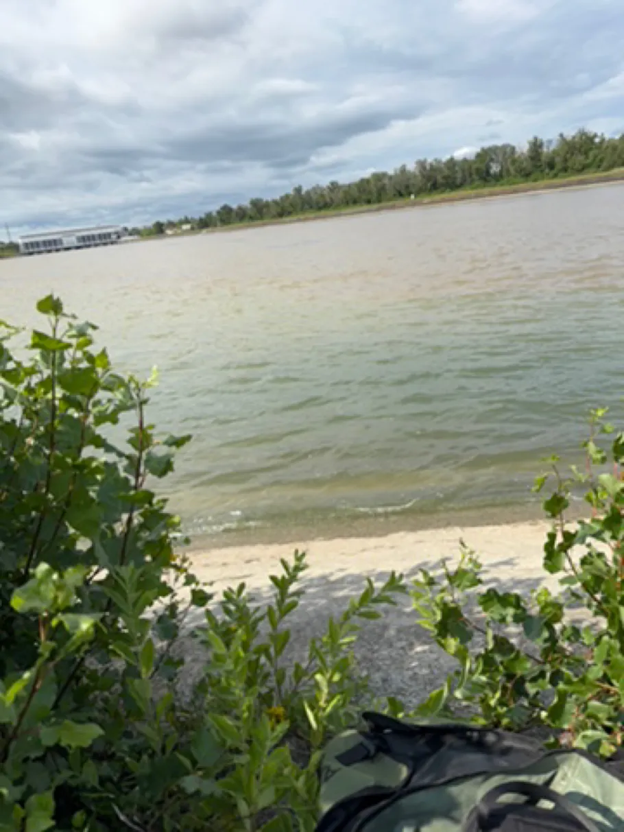 Grand canal d'Alsace (Fessenheim) angeln