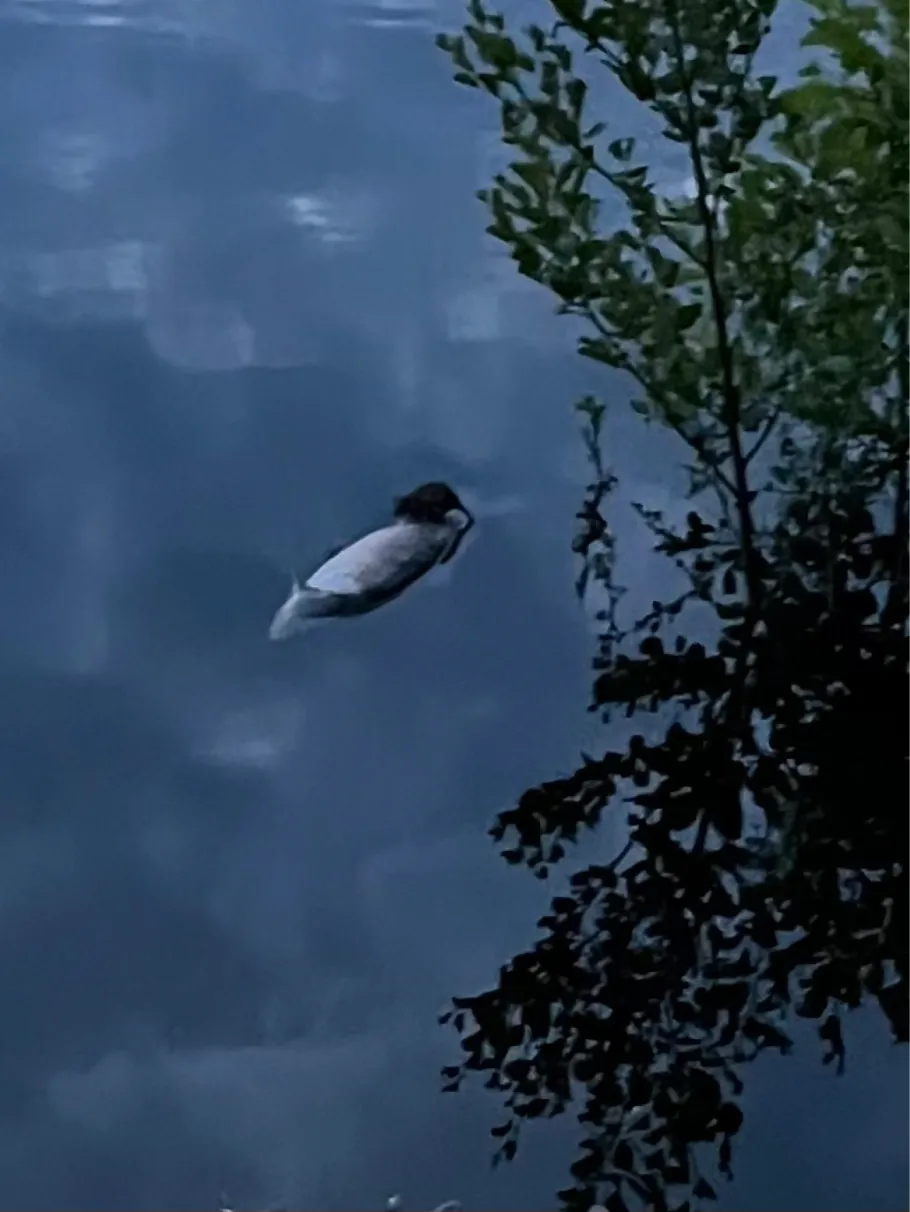 Handorf 1 (Peine) angeln