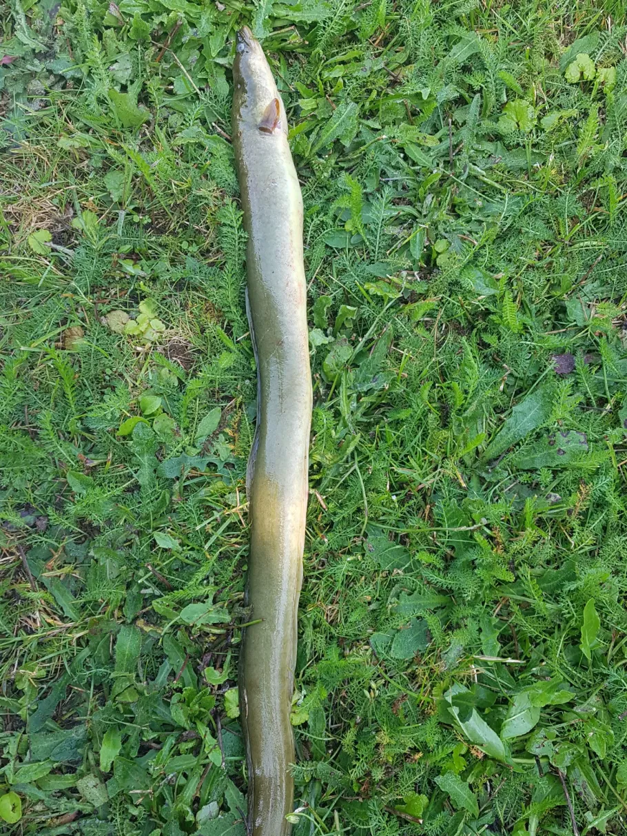 Thielenburger See angeln