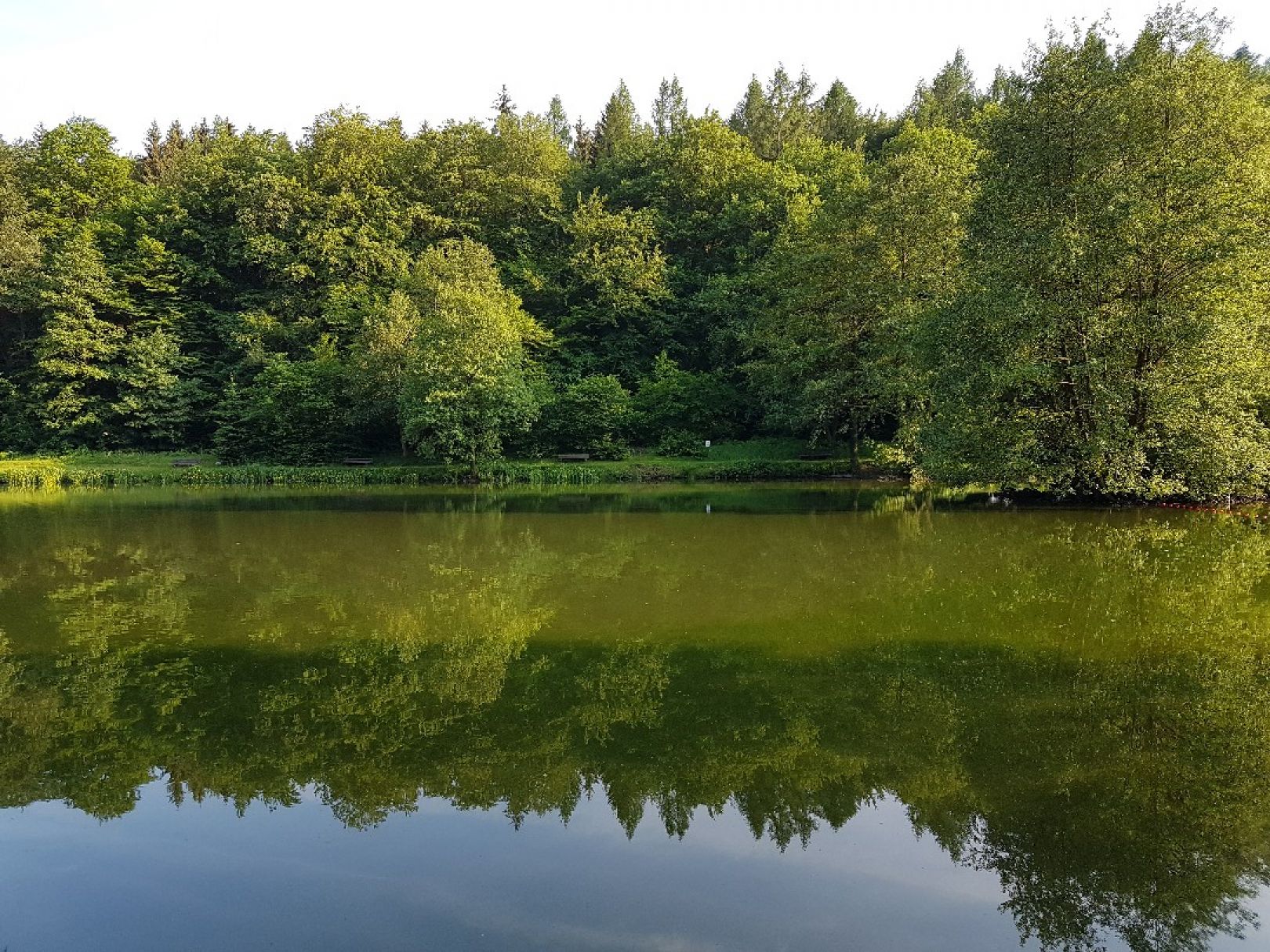 Himmelsteich (Heringen) angeln