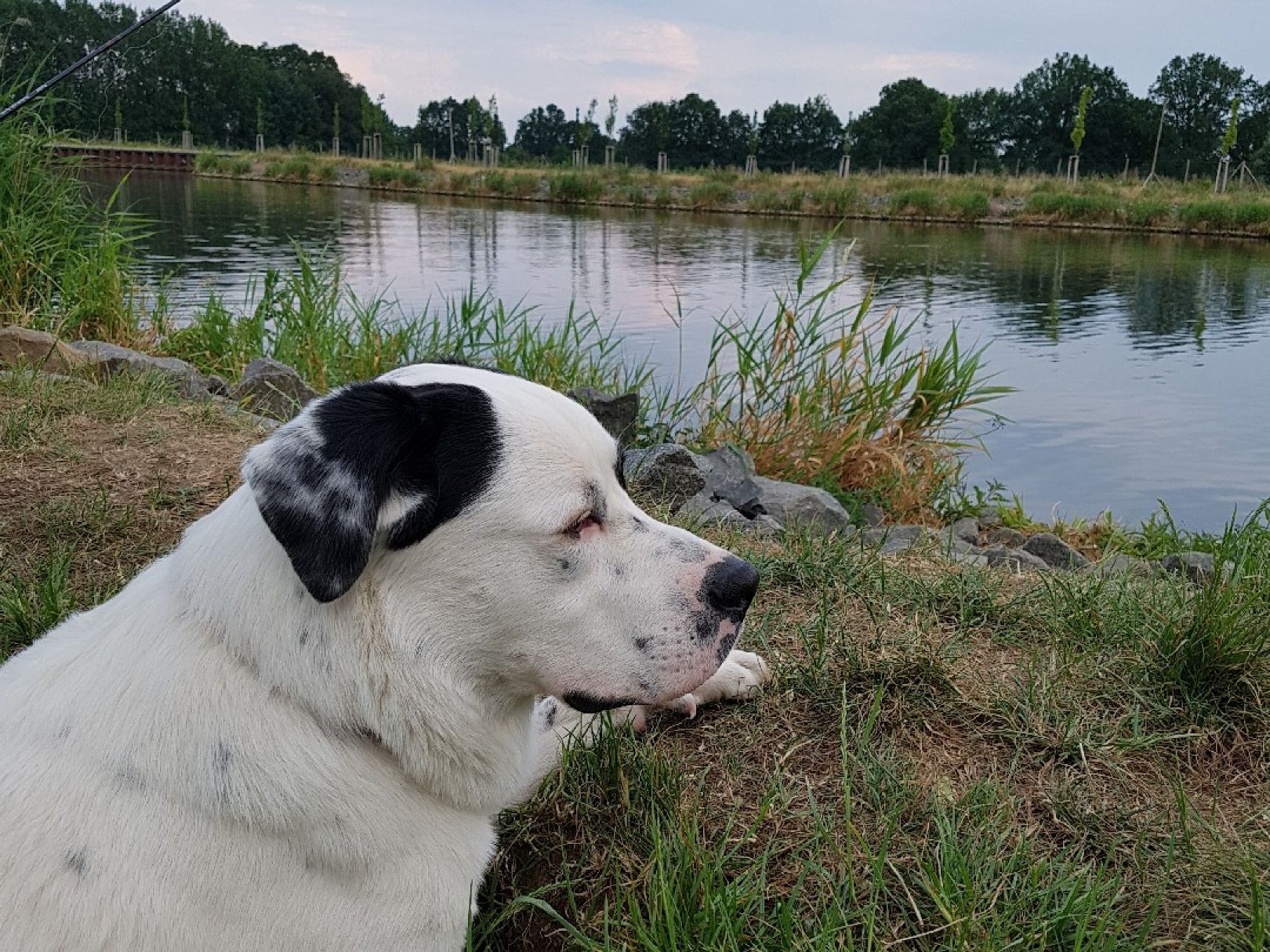 Elbe-Havel-Kanal (Genthin) angeln