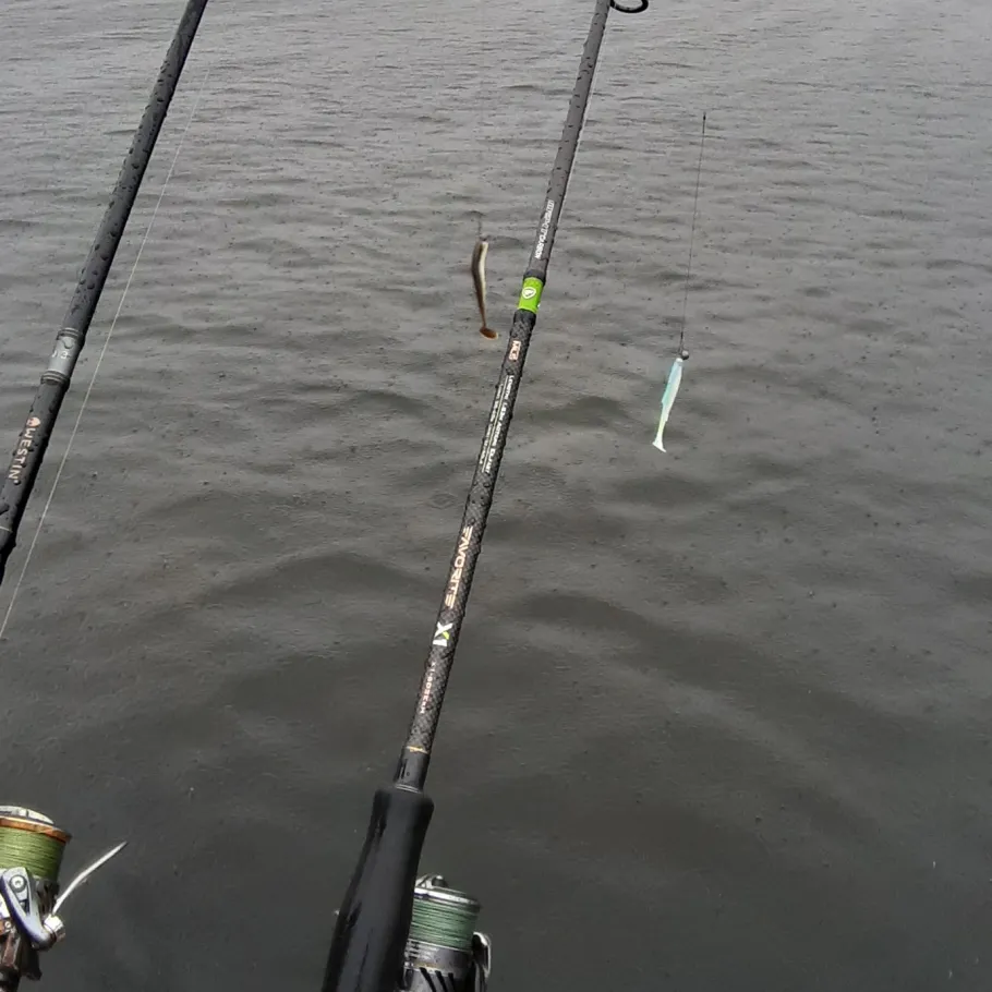 Kiesgrube Linthe angeln