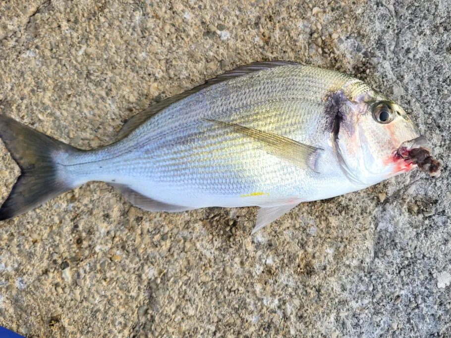 Adria (Dubrovnik) angeln