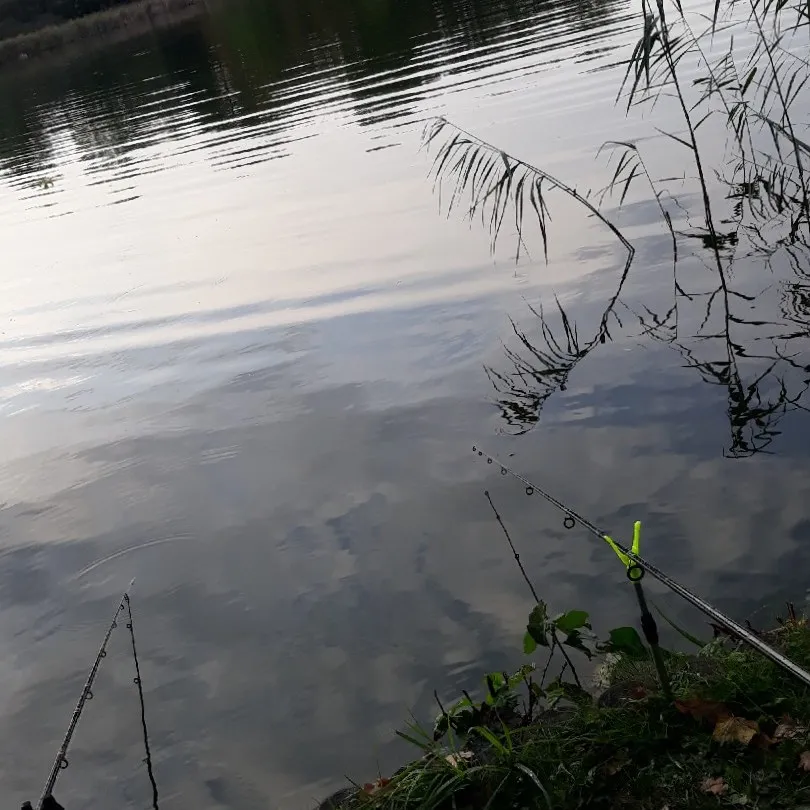 Knieperteich (Stralsund) angeln