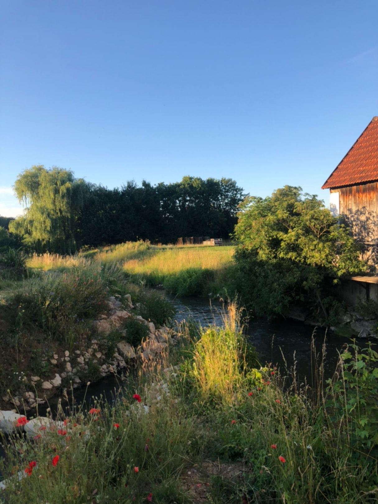 Friedberger Ach (Niederschönenfeld) angeln