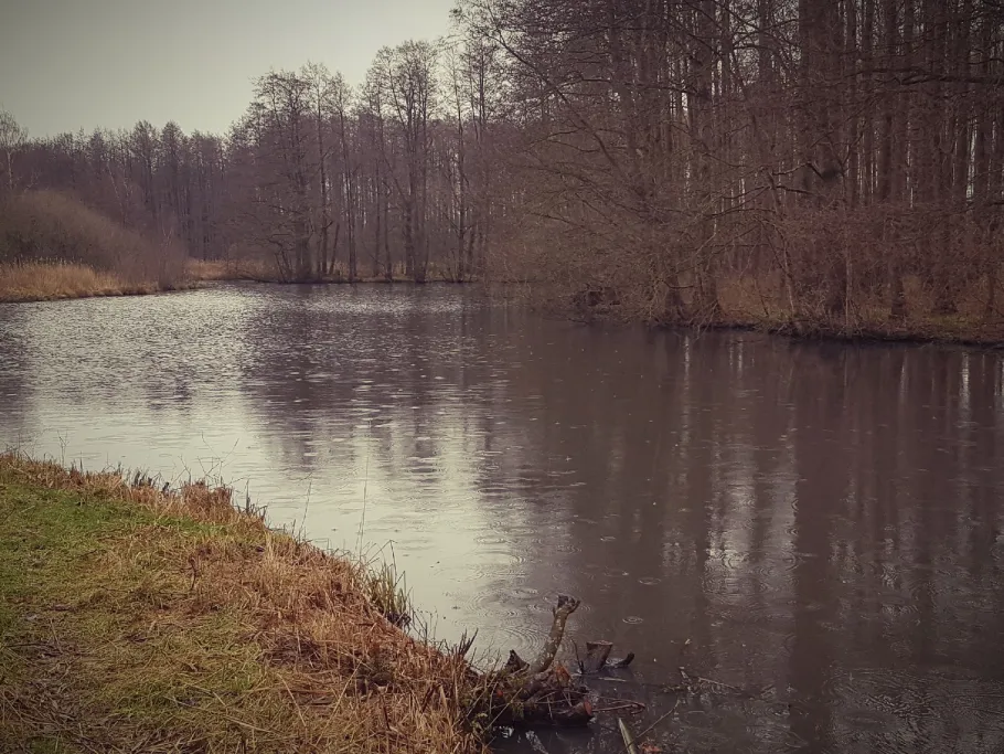 Gesseler Bruch angeln