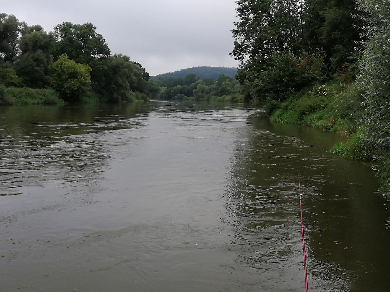 Donau (Altisheim-Leitheim) angeln