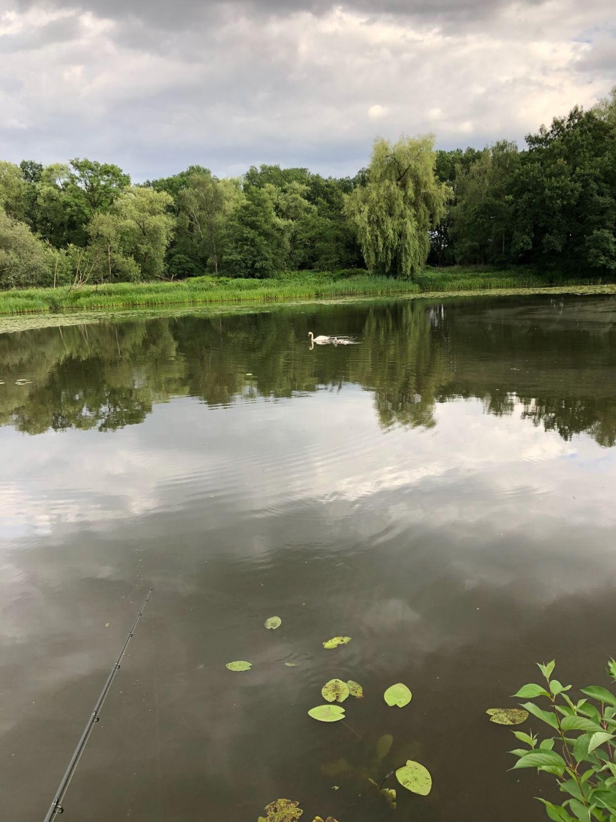 Alsenwasser (Eilenburg) angeln