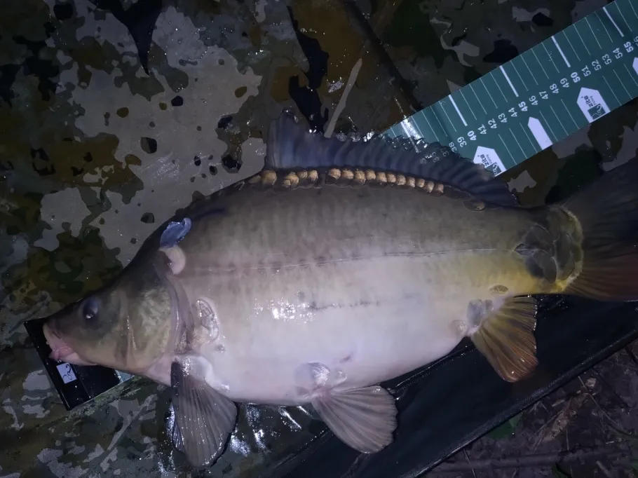 Zenn (Langenzenn) angeln