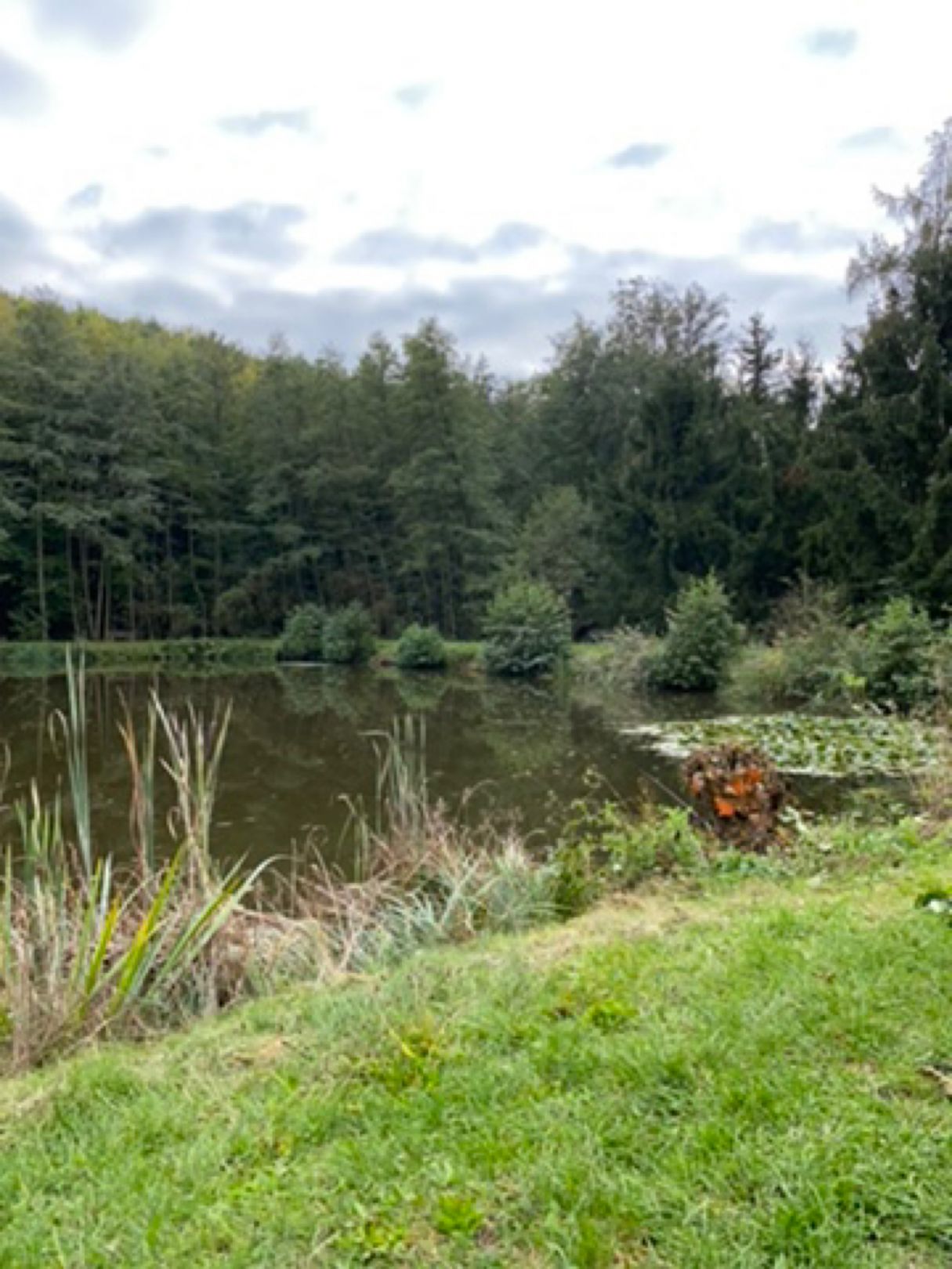 Hinterwaldteich (Brensbach) angeln