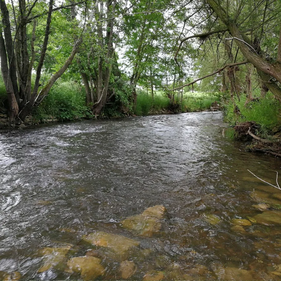 Nims (Wolsfeld) angeln