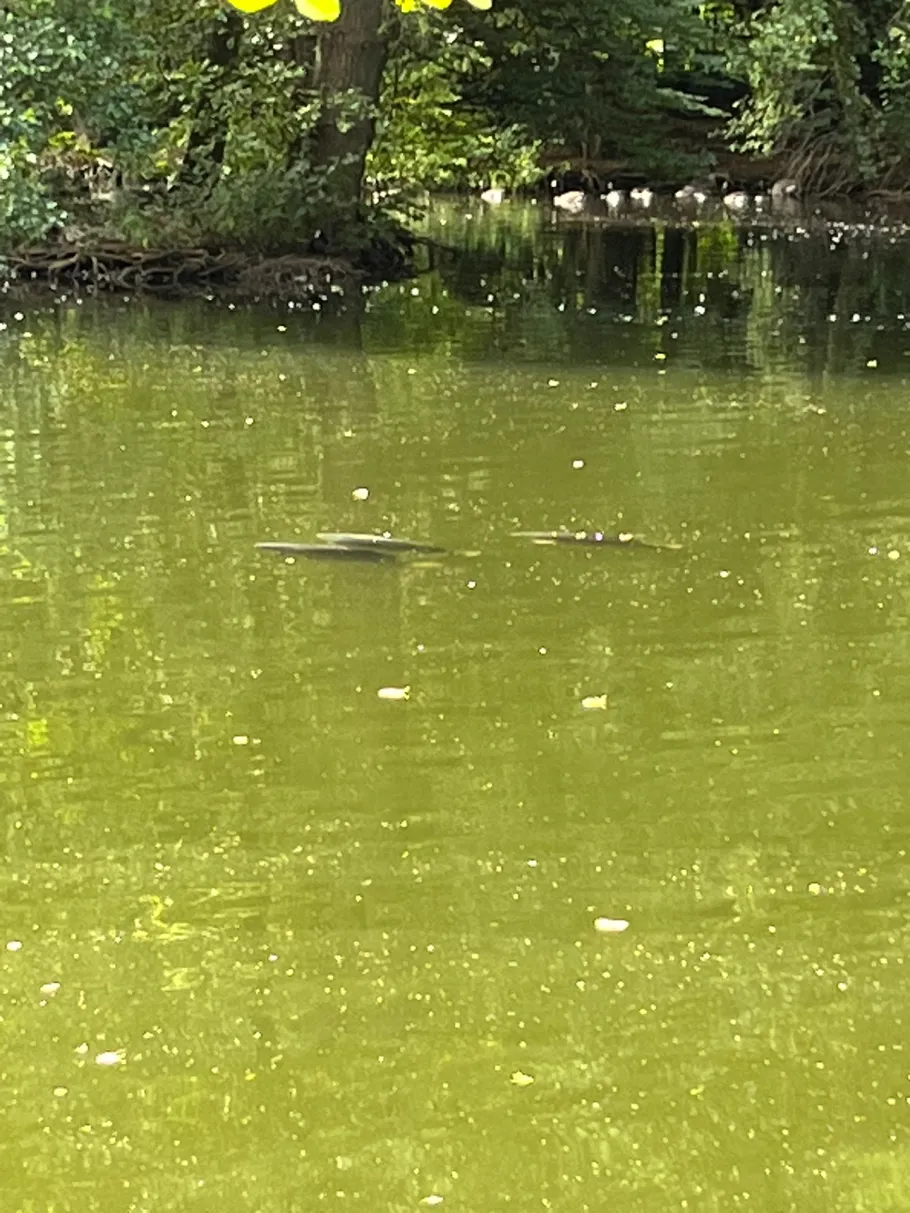 Volksparkteich Marl angeln