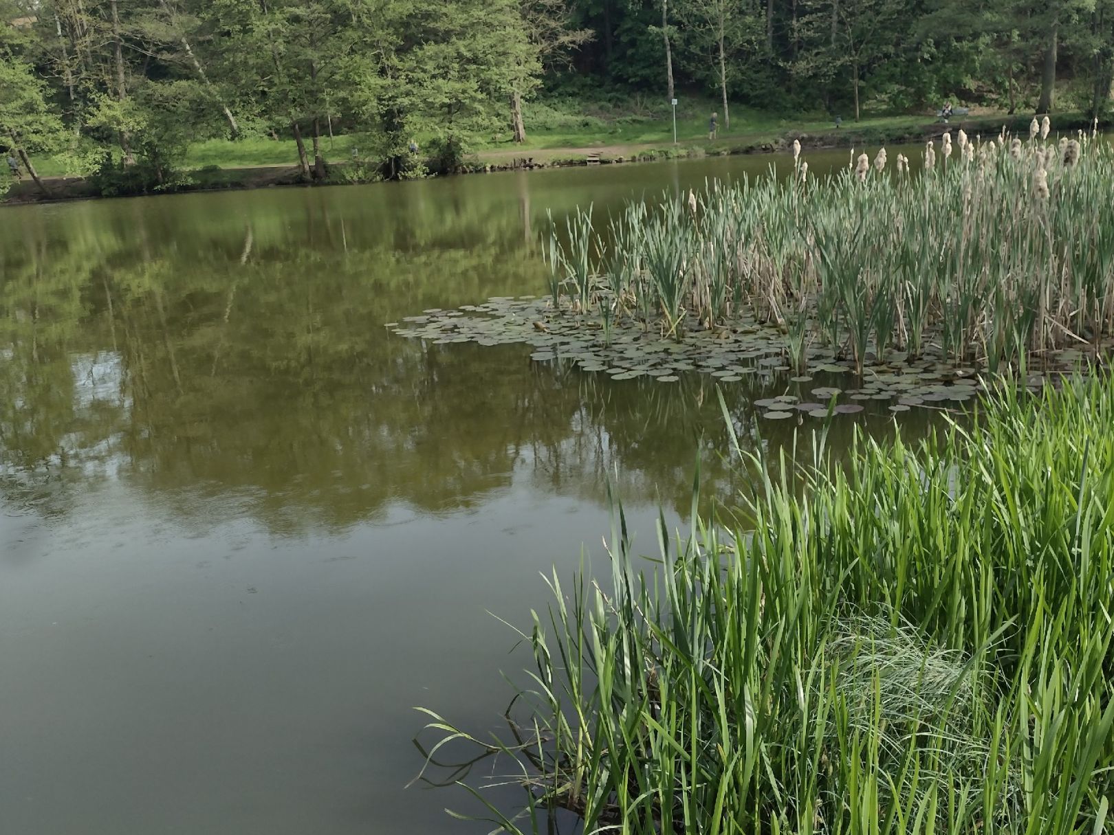 Prinzenweiher (Meerwiesertalweiher) angeln