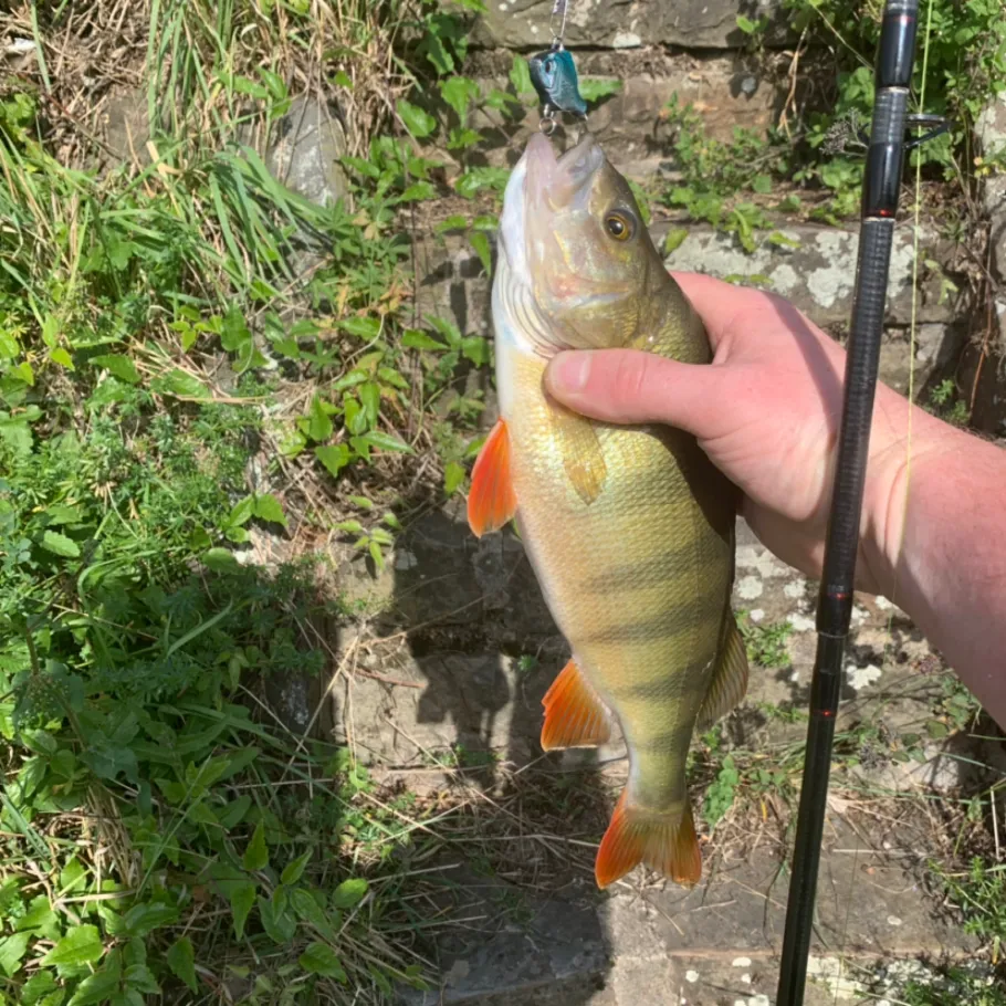 Mosel (Hatzenport) angeln