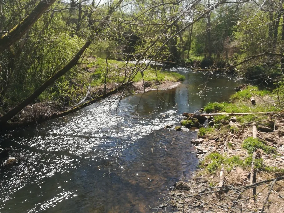 Ilm (Bad Berka) angeln