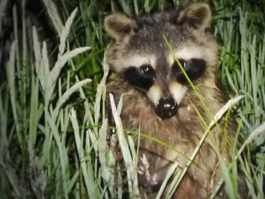 Mühlengraben (Heessen) angeln