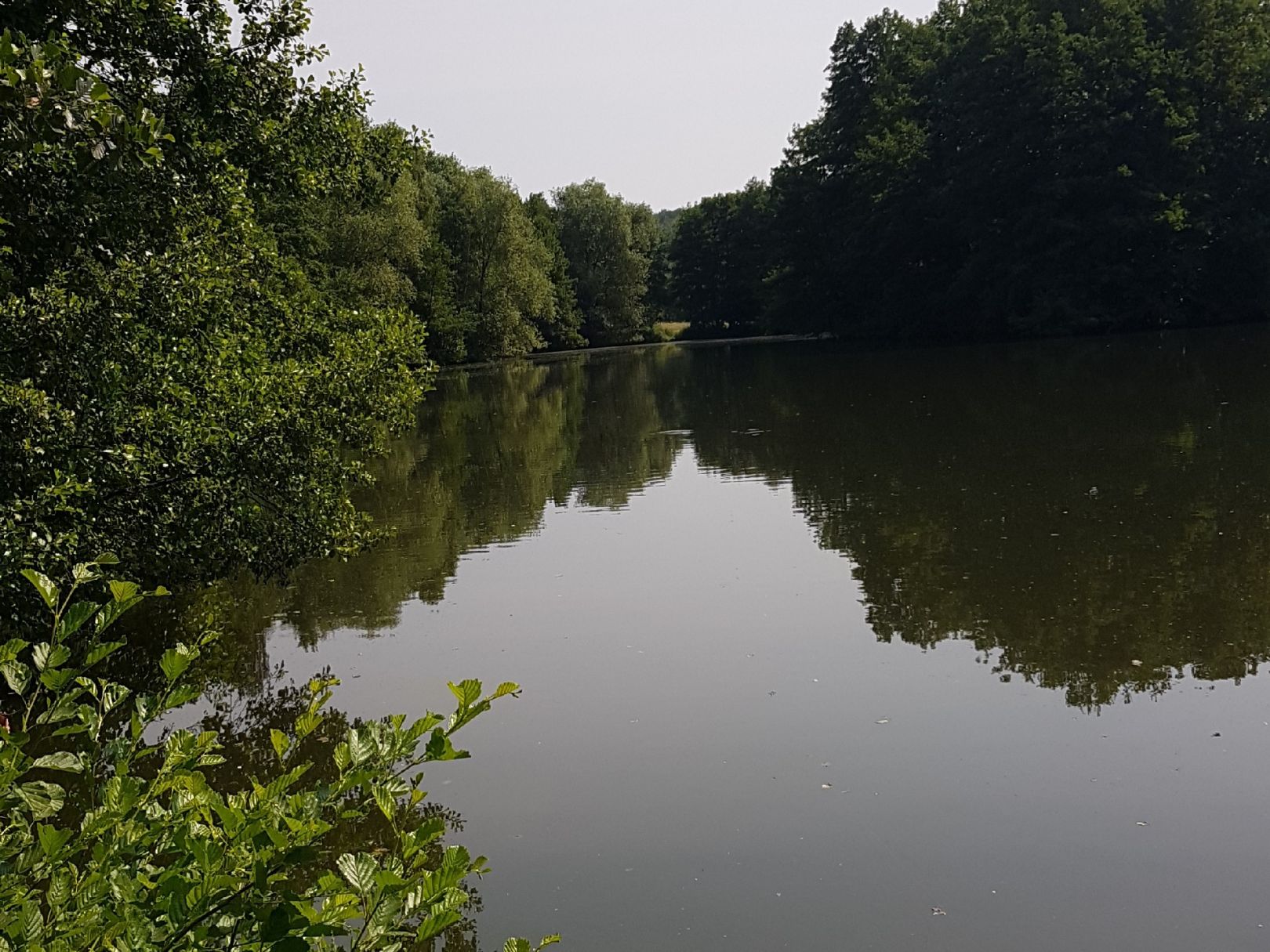 Erlensee (Mainzlar) angeln