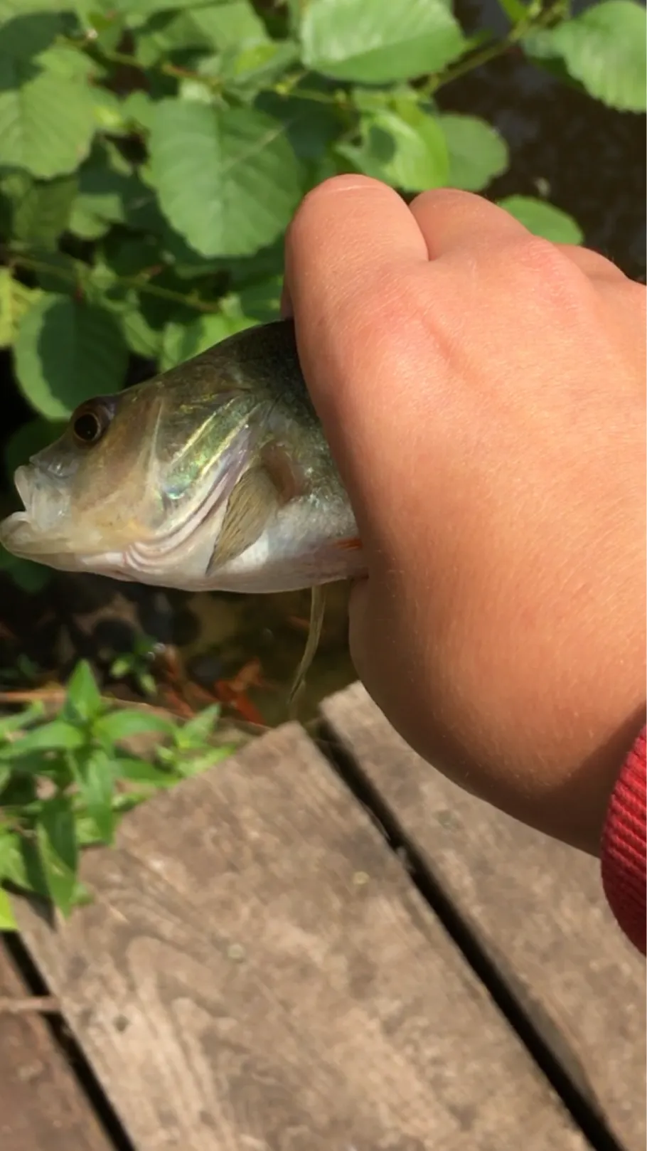 Vechte (Metelen) angeln