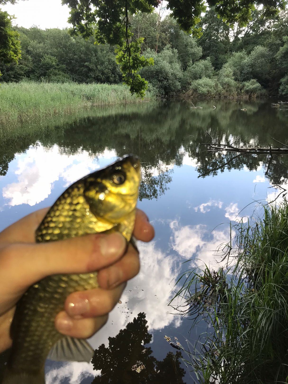 Neuer Teich (Salzgitter) angeln