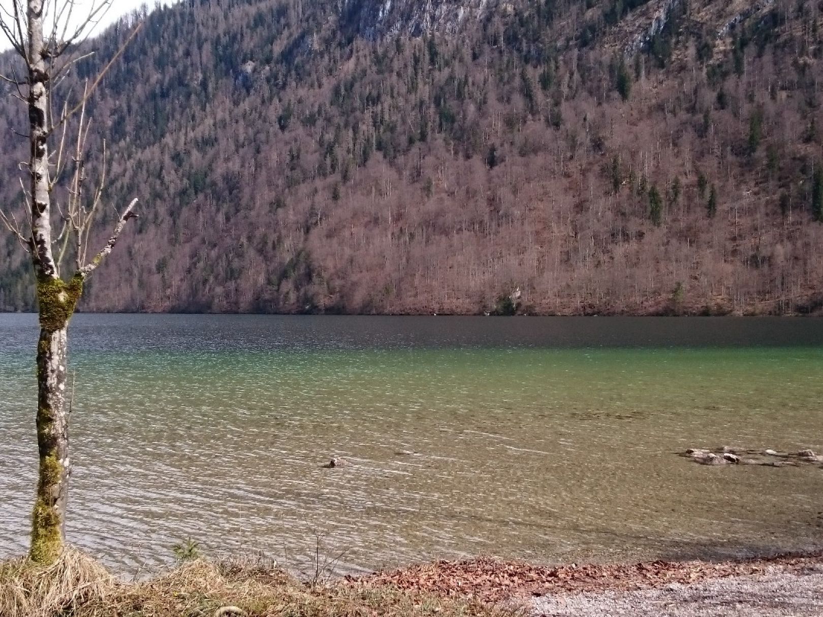 Königssee (Berchtesgaden) angeln