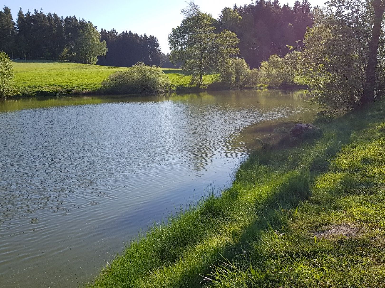 Erlenweiher (Schönkirch) angeln