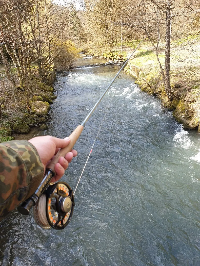 Wiesent (Doos) angeln