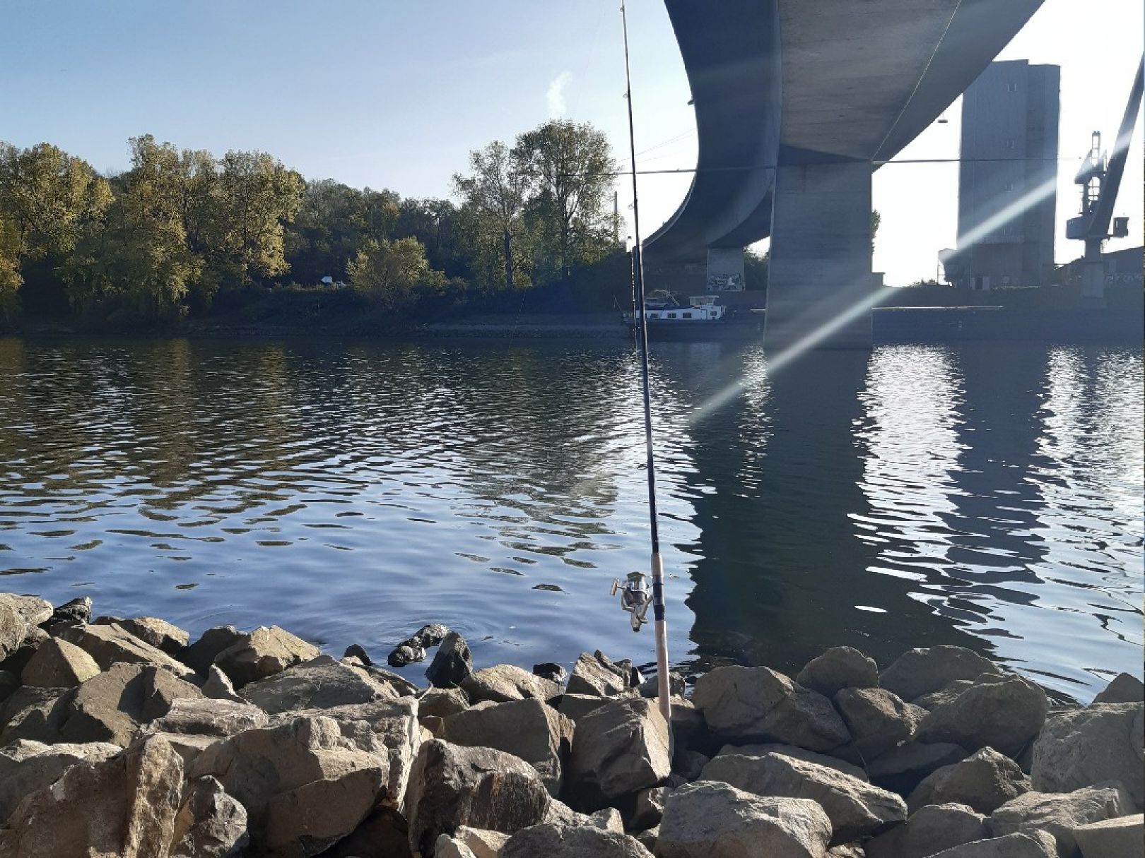 Rhein (Mannheim-Sandhofen) angeln