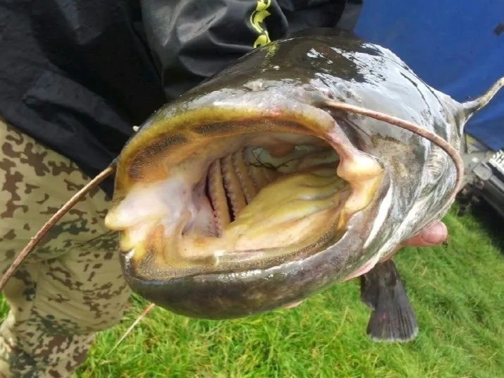 Mulde (Laußig) angeln