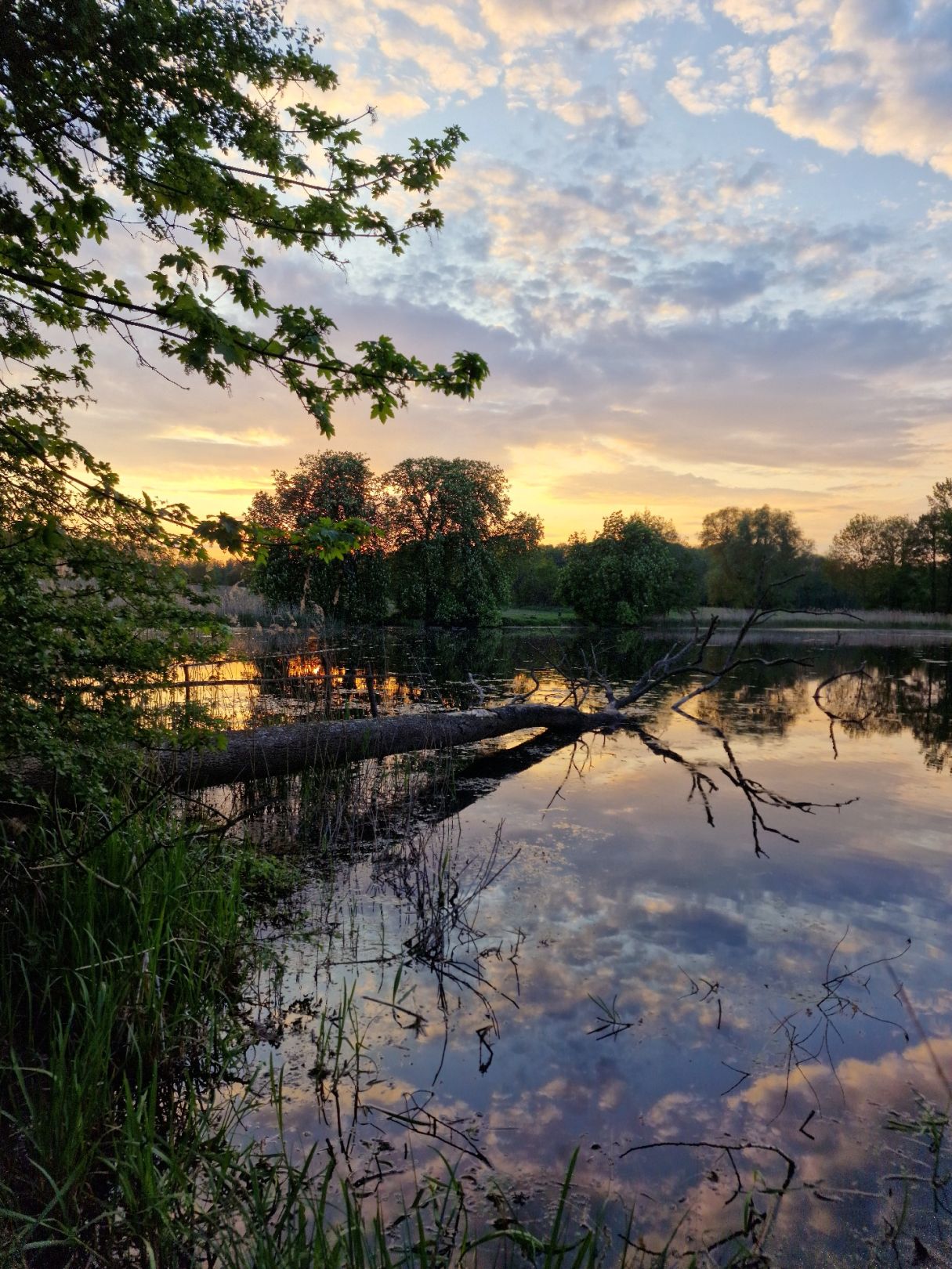 Mühlenteich (Rüting) angeln