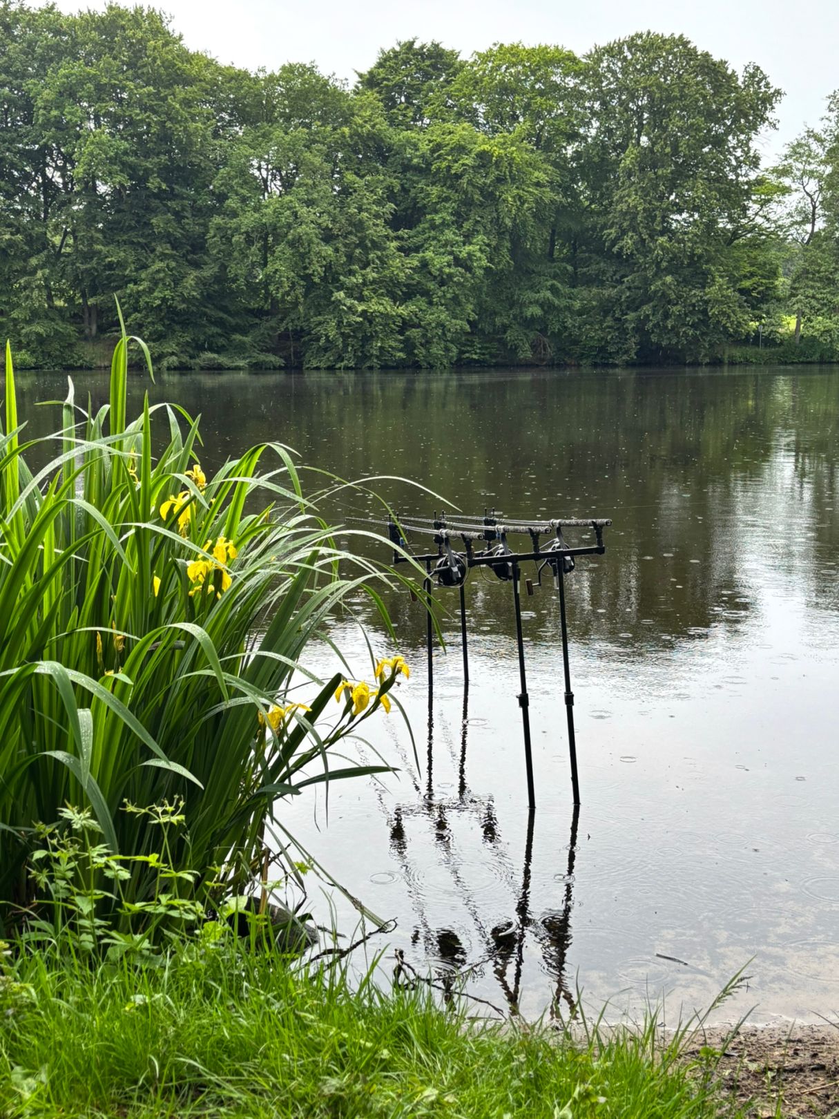 Mühlenteich Nordhastedt angeln
