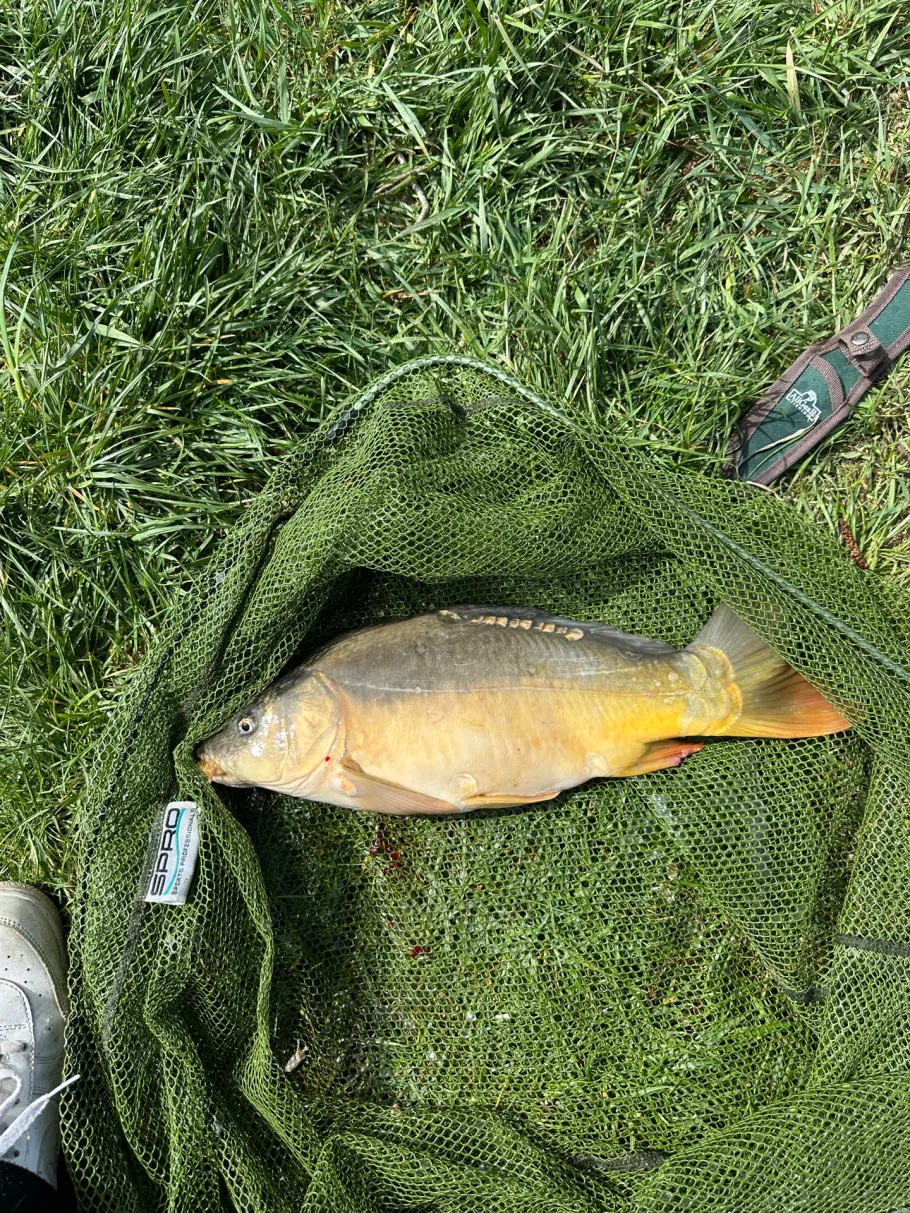 Schönweiher (Kreßberg) angeln