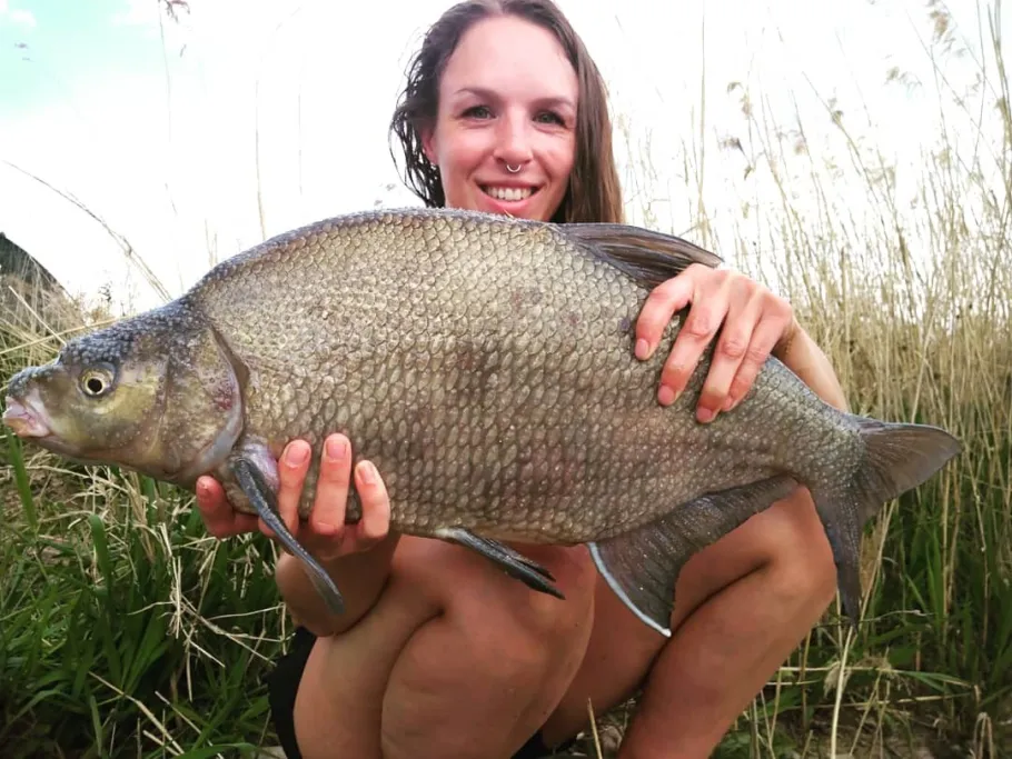 Main (Wertheim) angeln