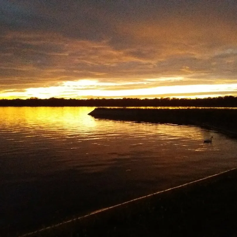 Rhein (Weisweil) angeln