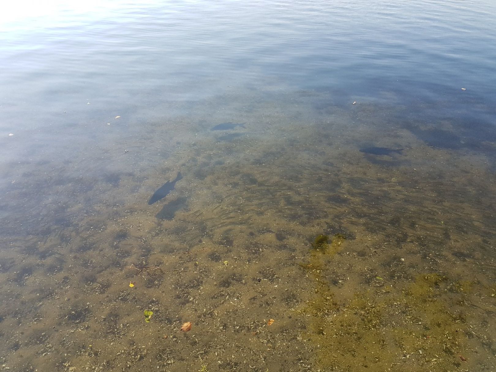 Kalksee (Rüdersdorf) angeln