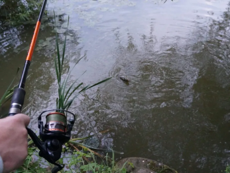 Teich Weiersbach (Hadamar) angeln