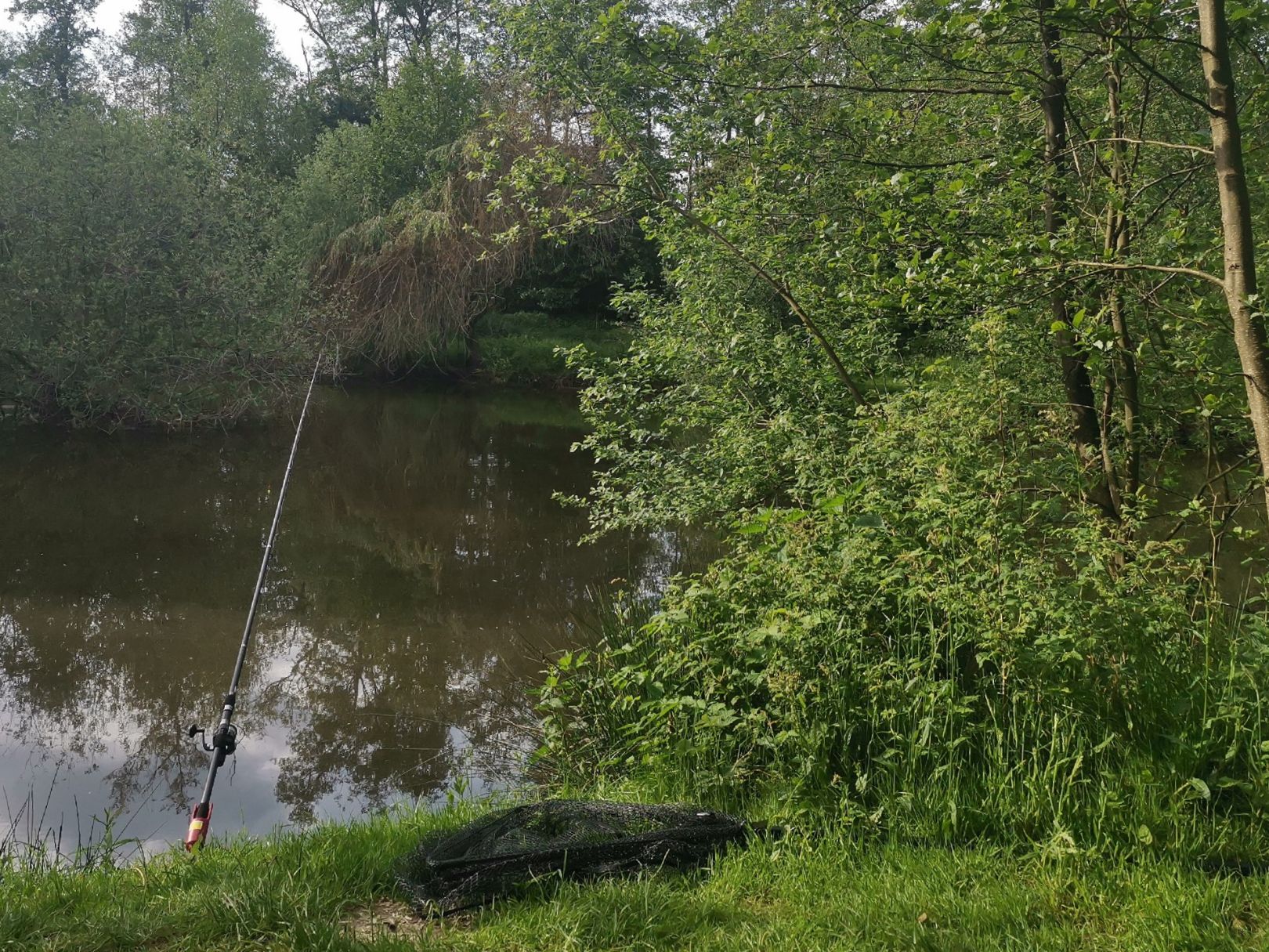 Vereinsteich Lorse ASV Holdorf angeln