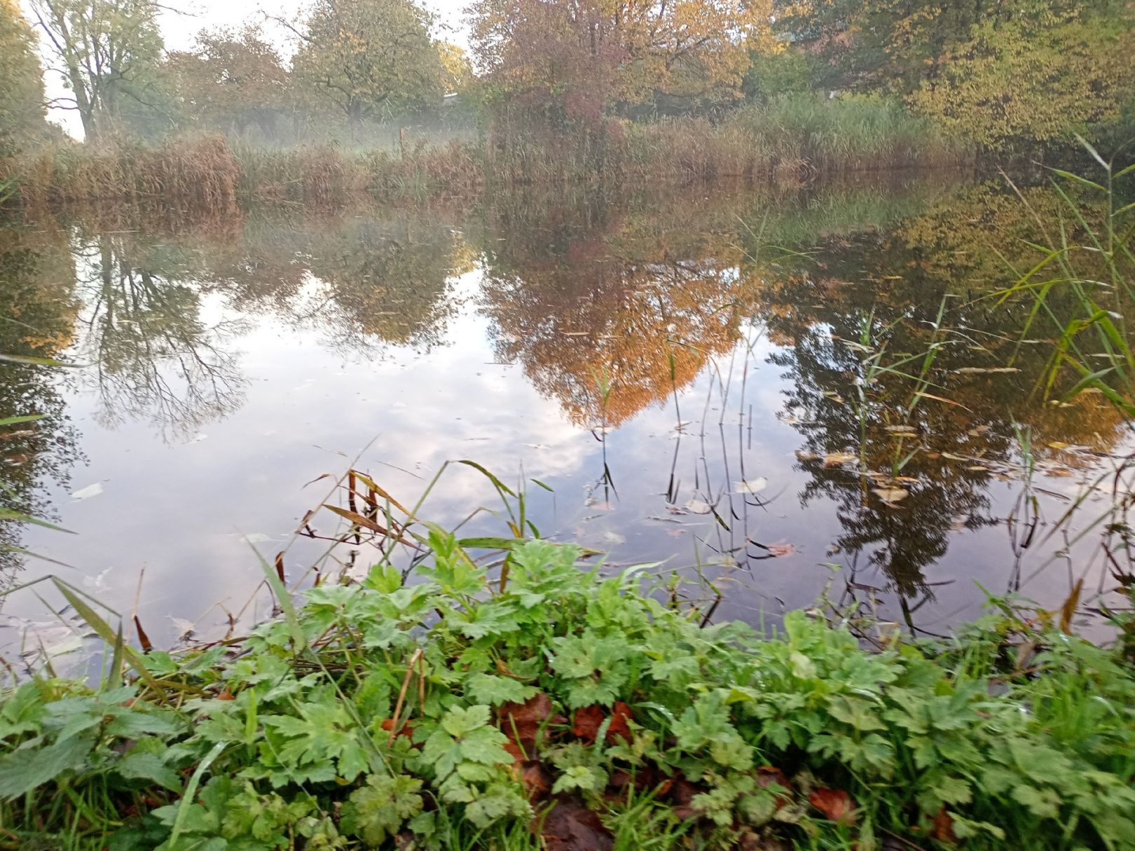 Feuerwehrteich (Homfeld) angeln