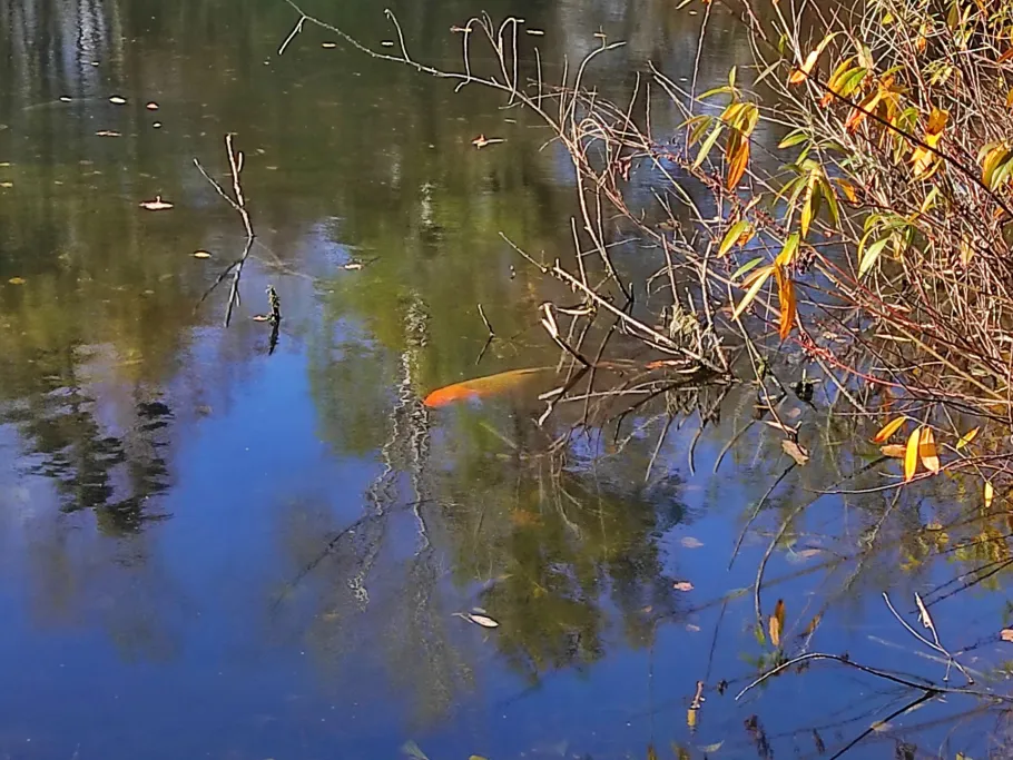 Gartensee (Daxlanden) angeln