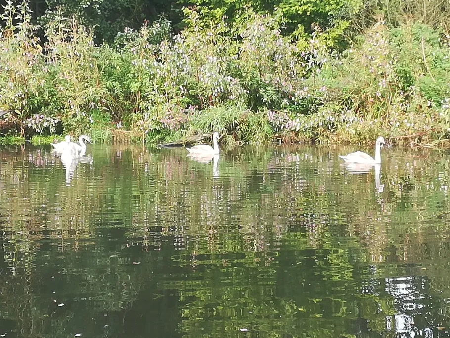 Gaißa (Tiefenbach) angeln