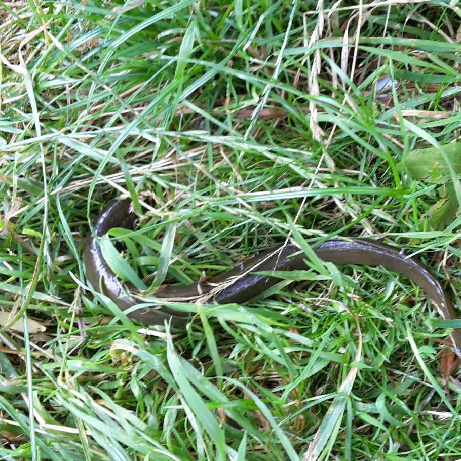 Frankenhofner See angeln