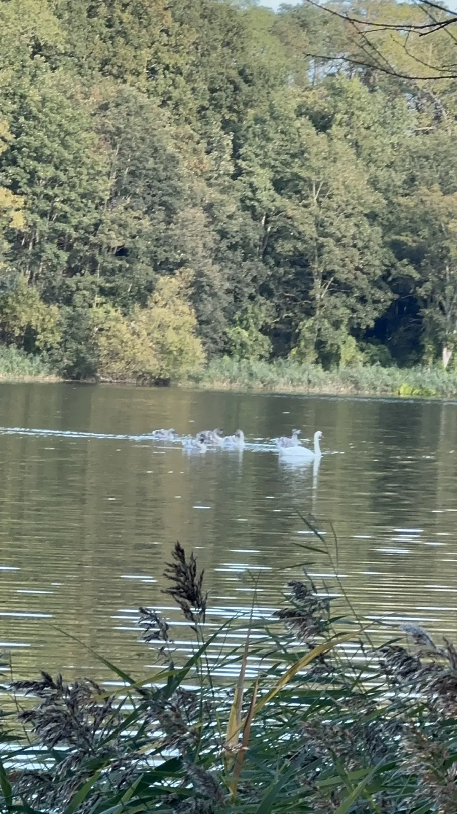 Vielbecker See angeln