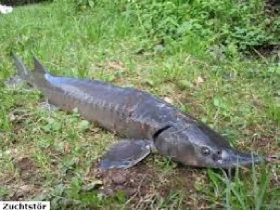 Krankenhausteich (Neustadt am Rübenberge) angeln