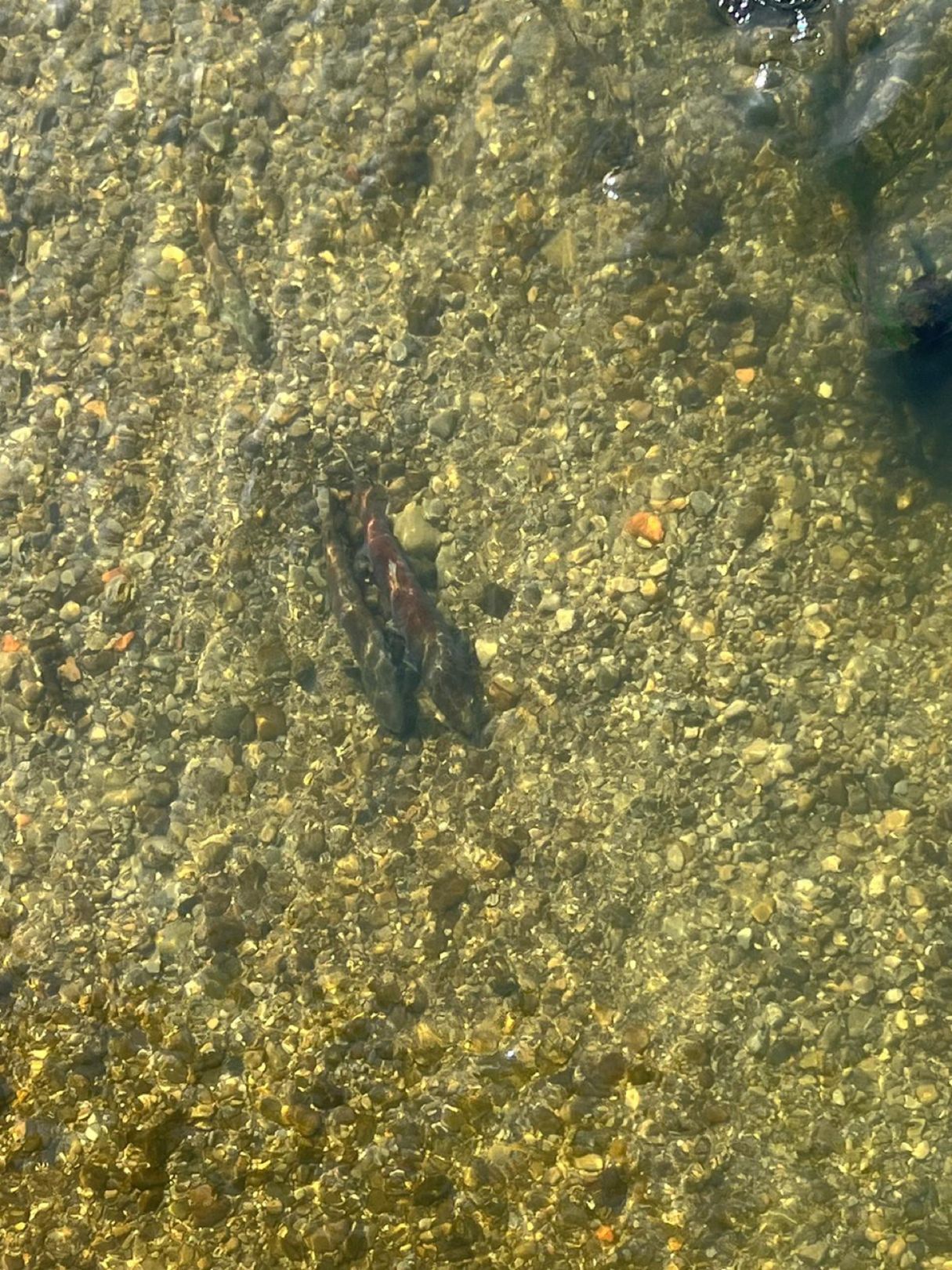 Isar (Moosburg an der Isar) angeln