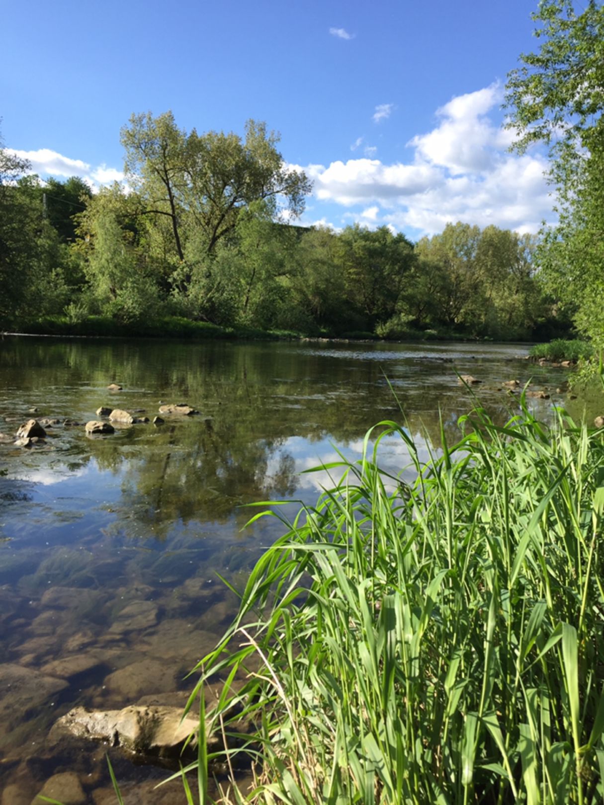 Neckar (Nordheim) angeln