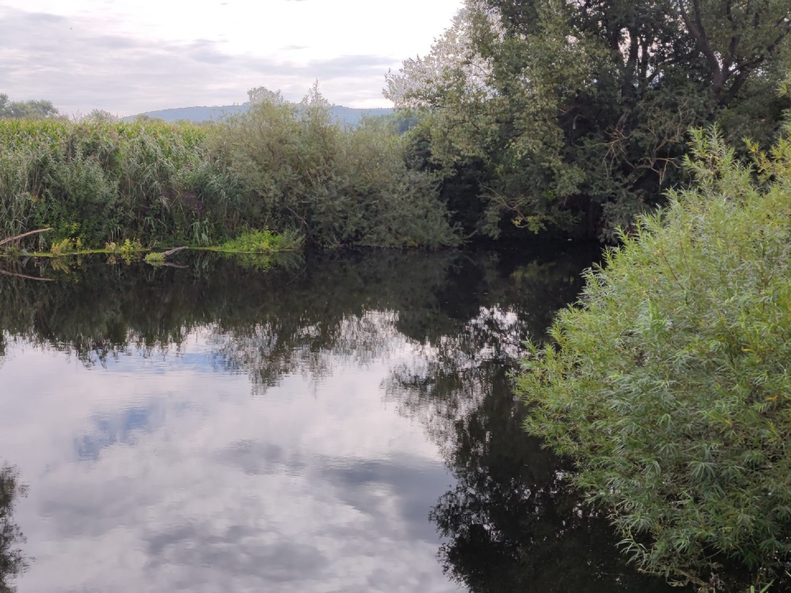 Leine (Gronau/Leine) angeln